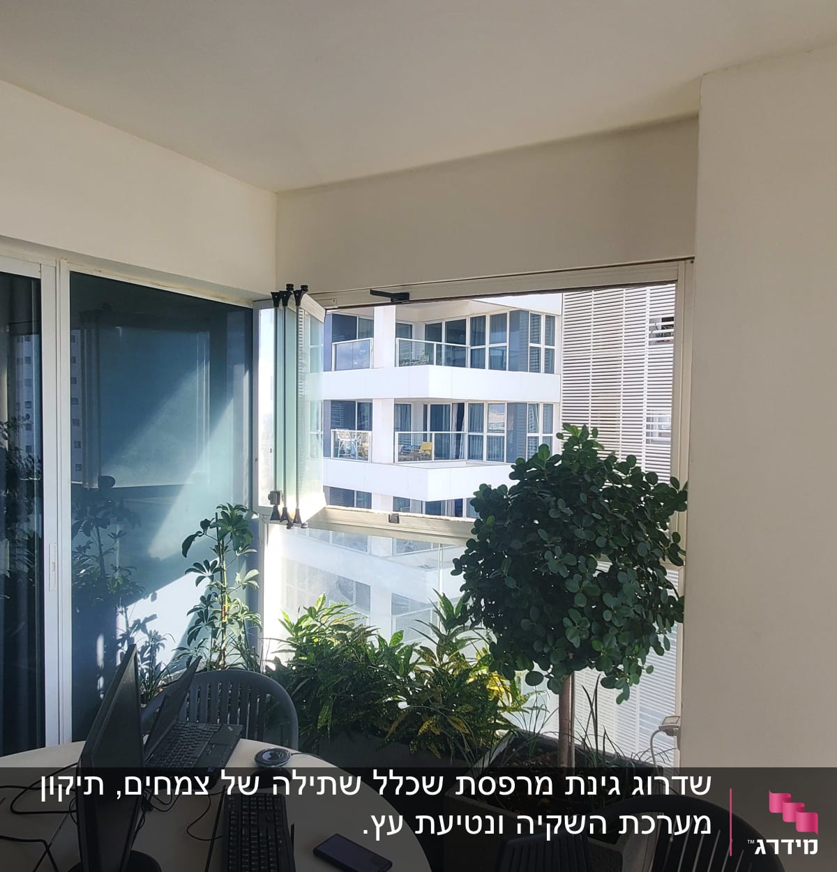 עציצים עם צמחים ירוקים במרפסת